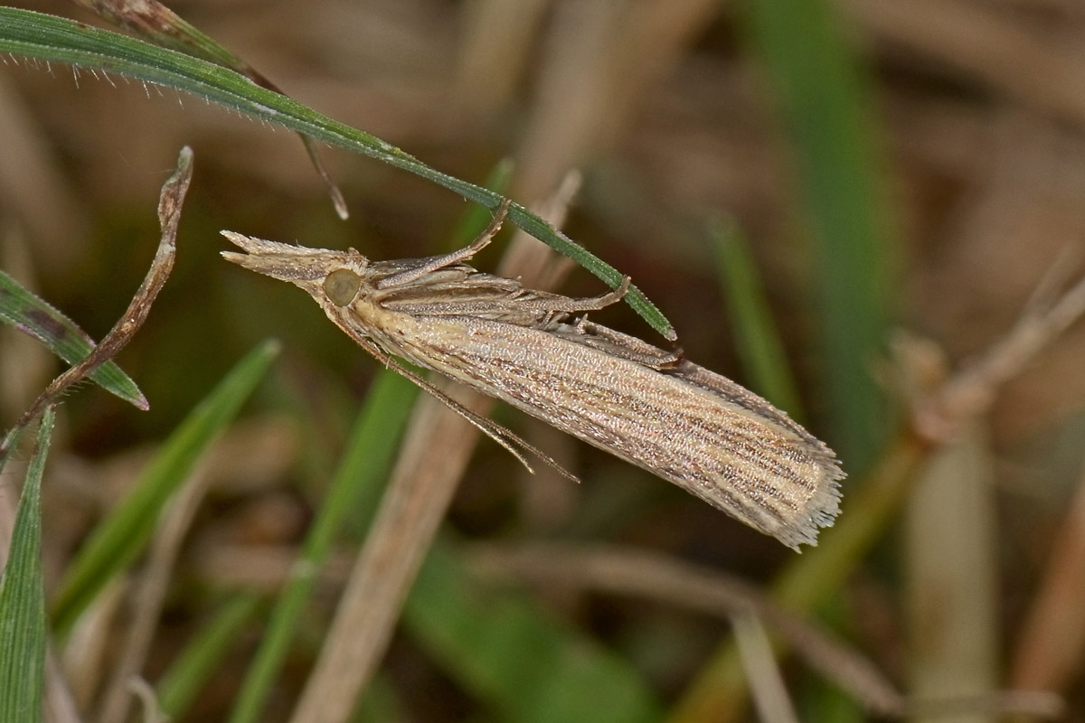 Pyralidae - cfr. Ematheudes punctella